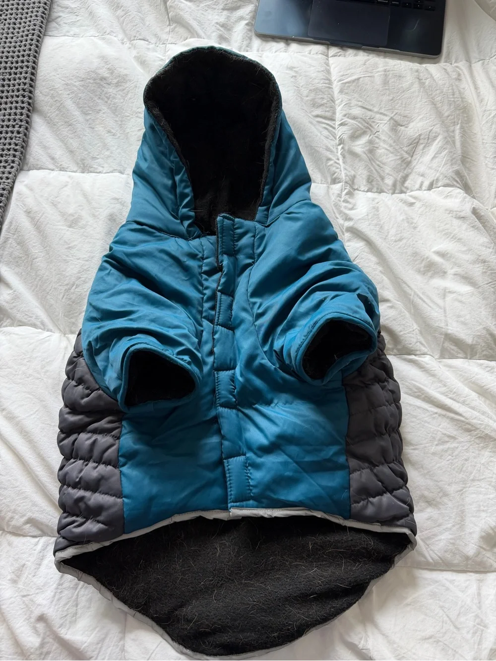 KONG  Teal & Gray Puffer Dog Coat with Hood